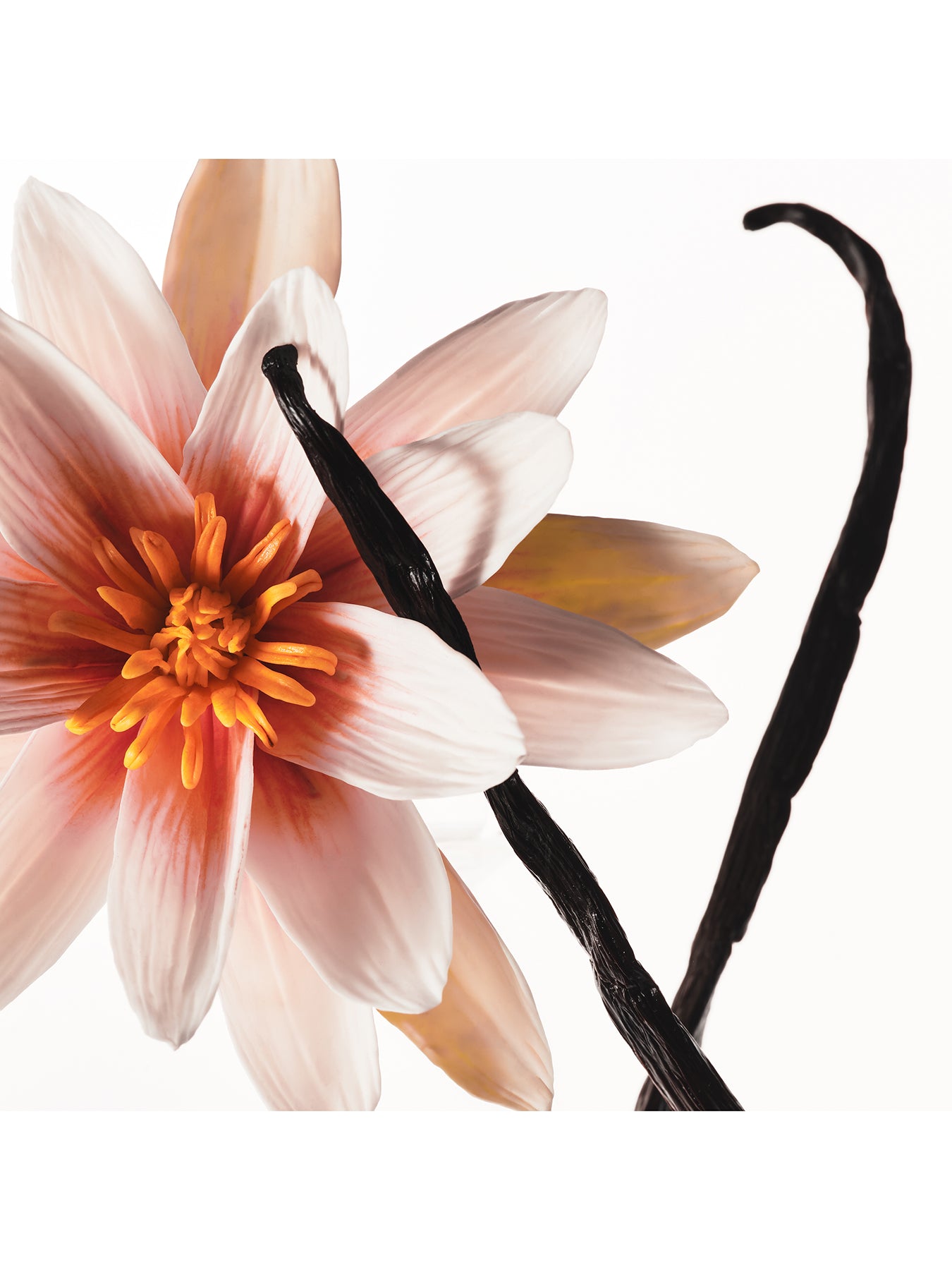 Vanilla Dew Hair and Body Mist 236 ml