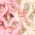 Natural/Rose/Spice