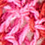 Pink/Scarlet/Natural