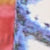Periwinkle