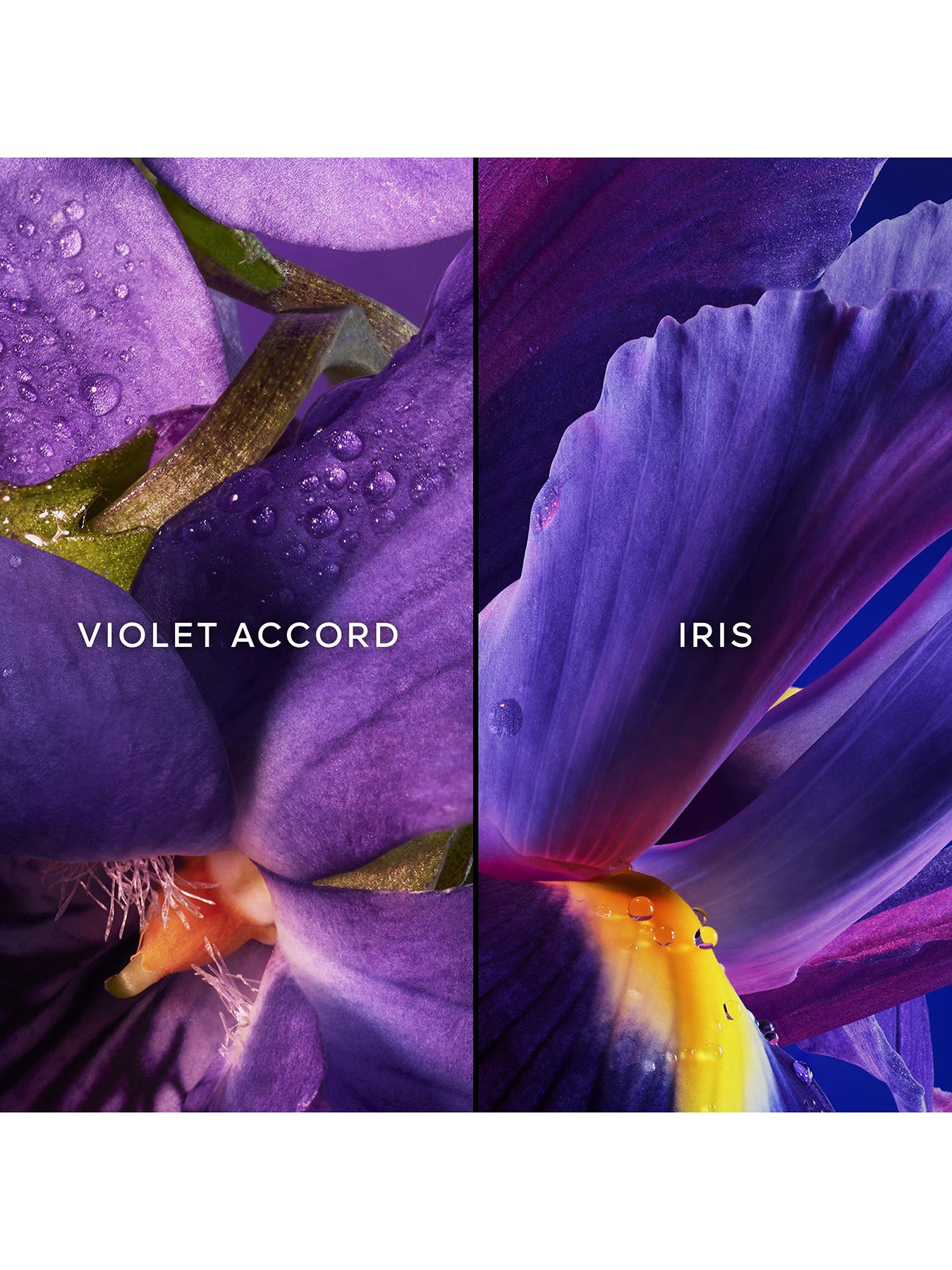 Insolence Eau de Parfum Set