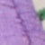 Wisteria Lilac
