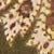 Olive Paisley