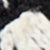 Black Birch