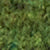 Forest Night MELANGE