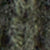 Olive Shrub Heather