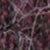 Windsor Wine W. Birch and Prism pink stripes