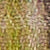 Check Gartner Green/Beige
