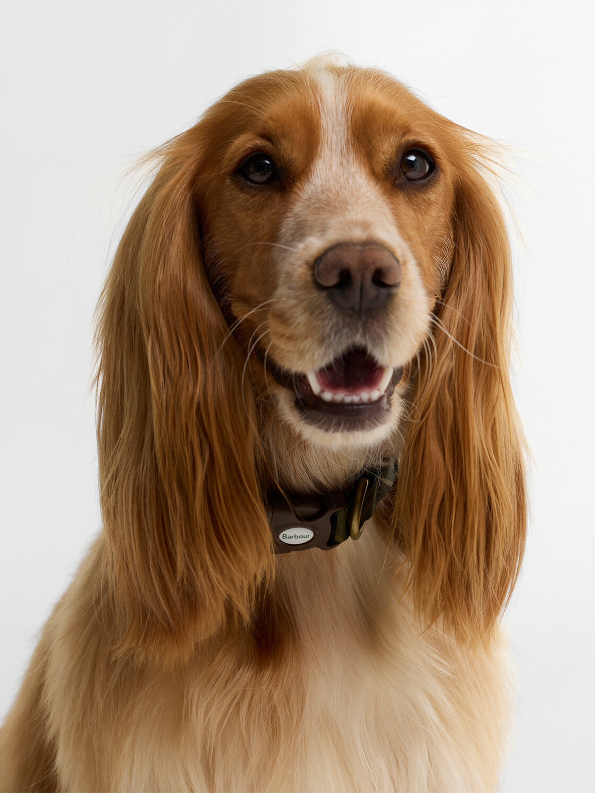Classic Tartan Printed Dog Collar