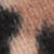 5 Leopard