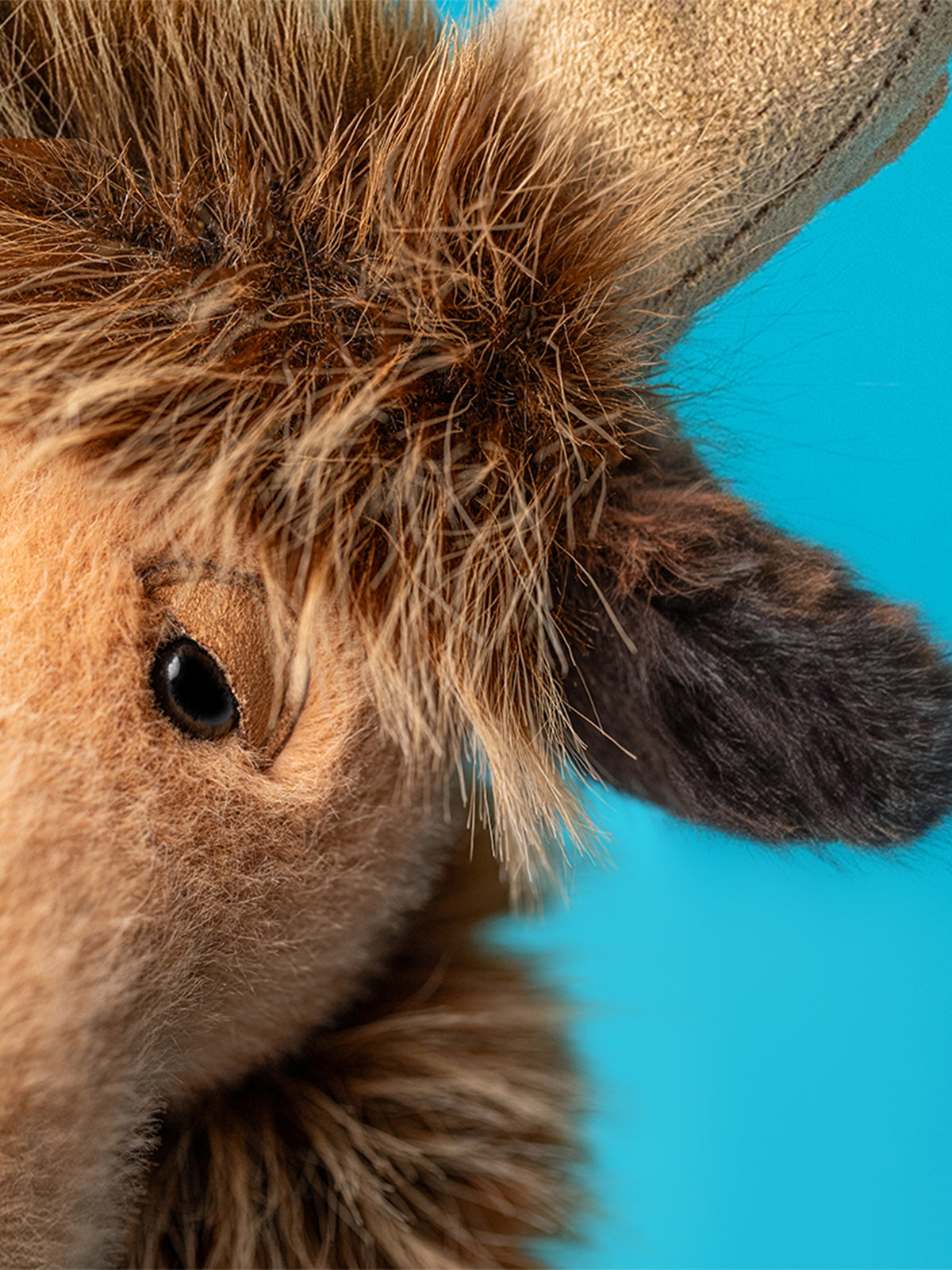 Birchly Moose