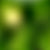 Green/Warm White