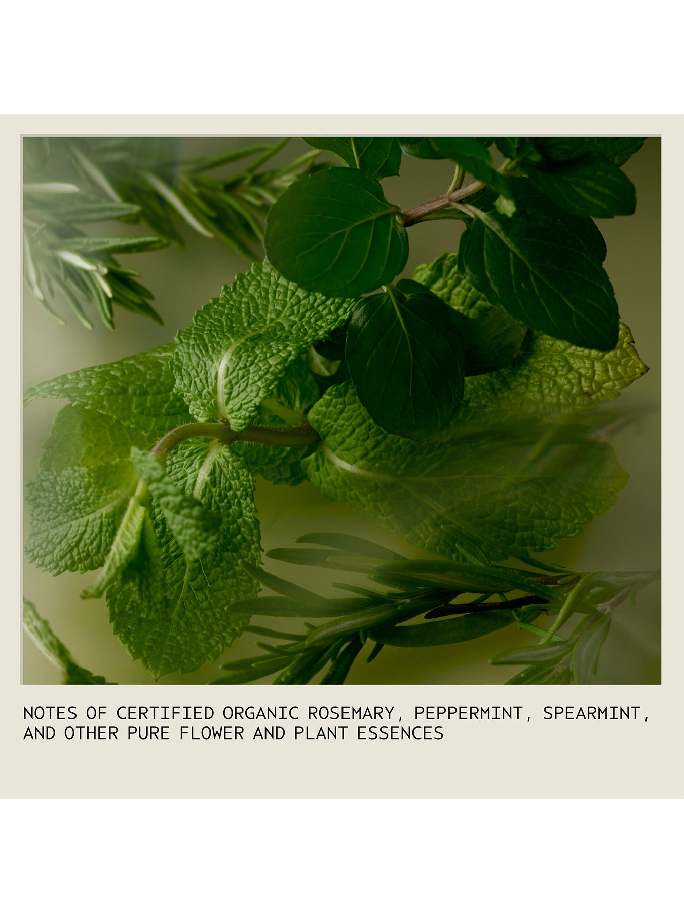 Rosemary Mint Invigorating Body Wash 1000ml