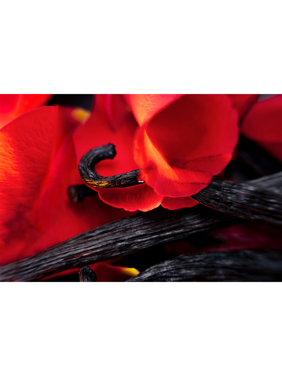 Hibiscus Mahajad Extrait De Parfum