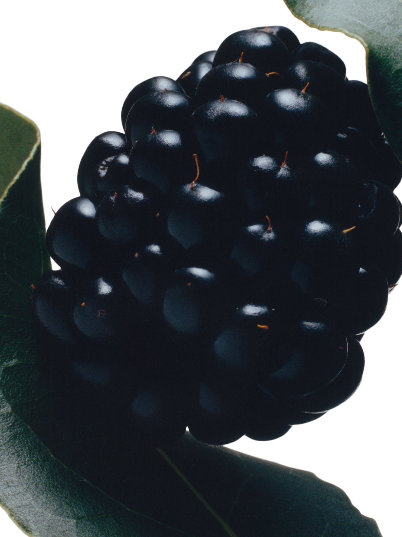 Blackberry and Bay Body and Hand Wash 250ml