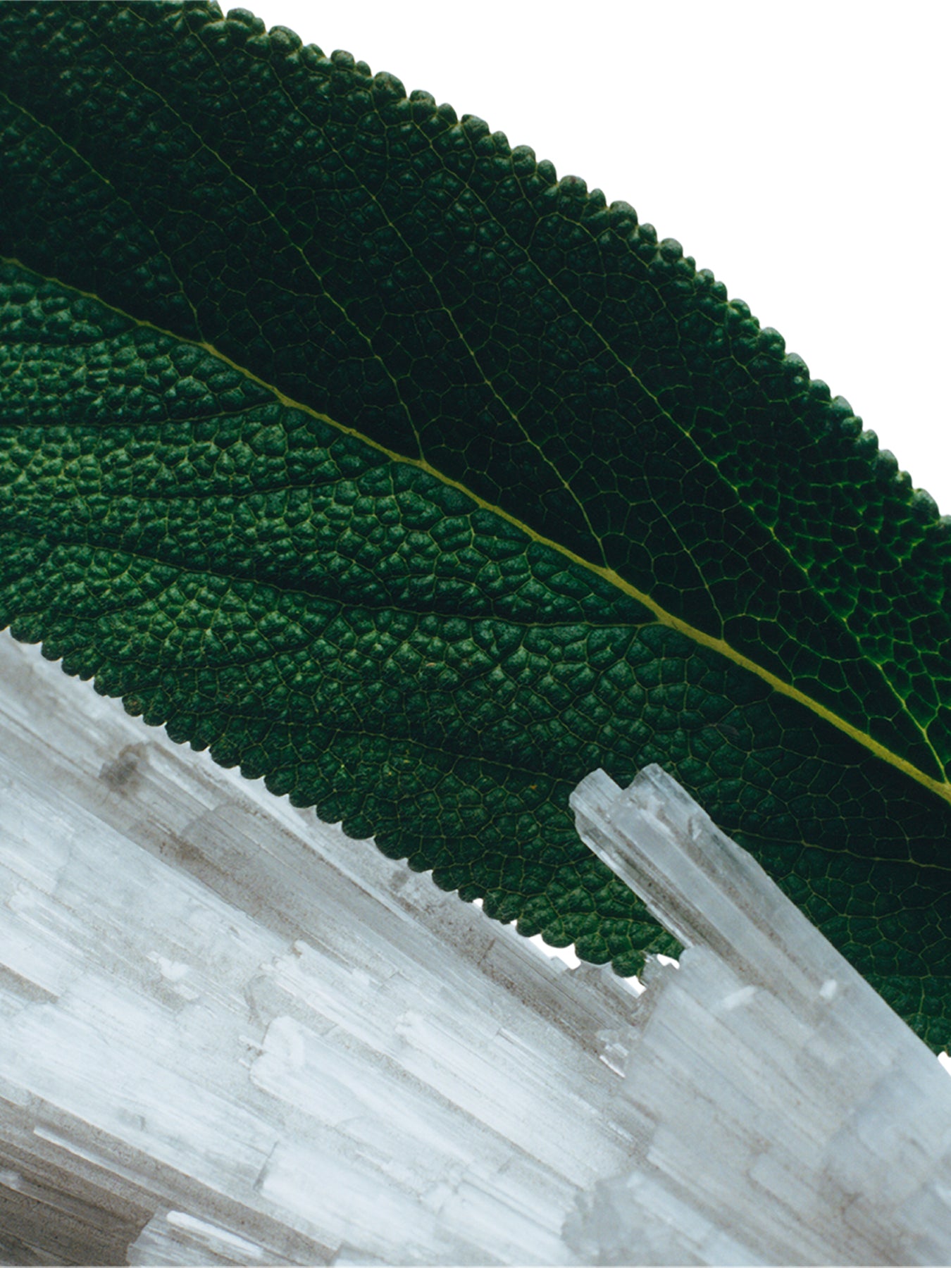 Wood Sage and Sea Salt Body and Hand Wash - 250ml