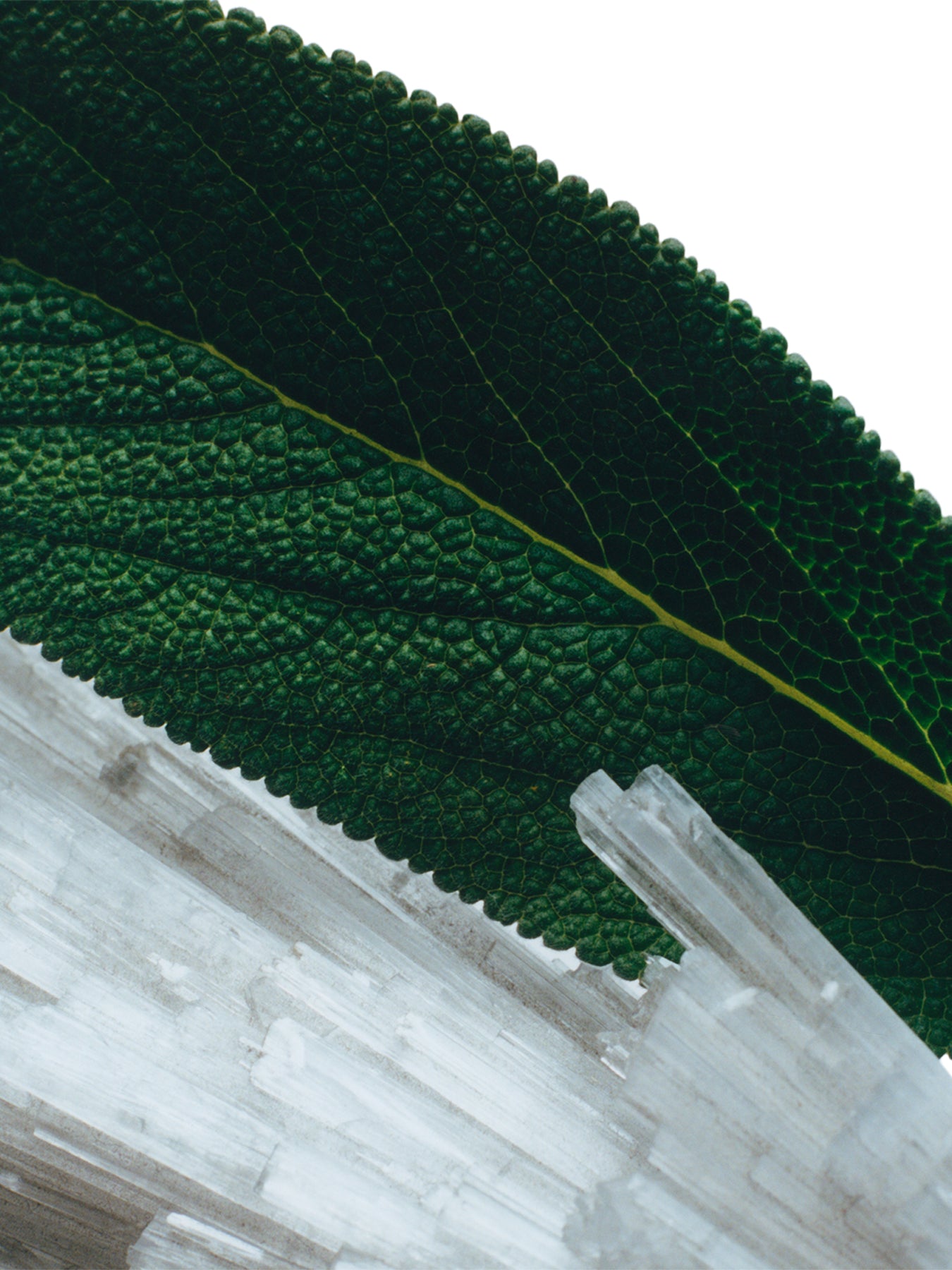 Wood Sage & Sea Salt Diffuser Refill