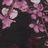 Oxley Floral