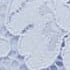 Faded Cornflower