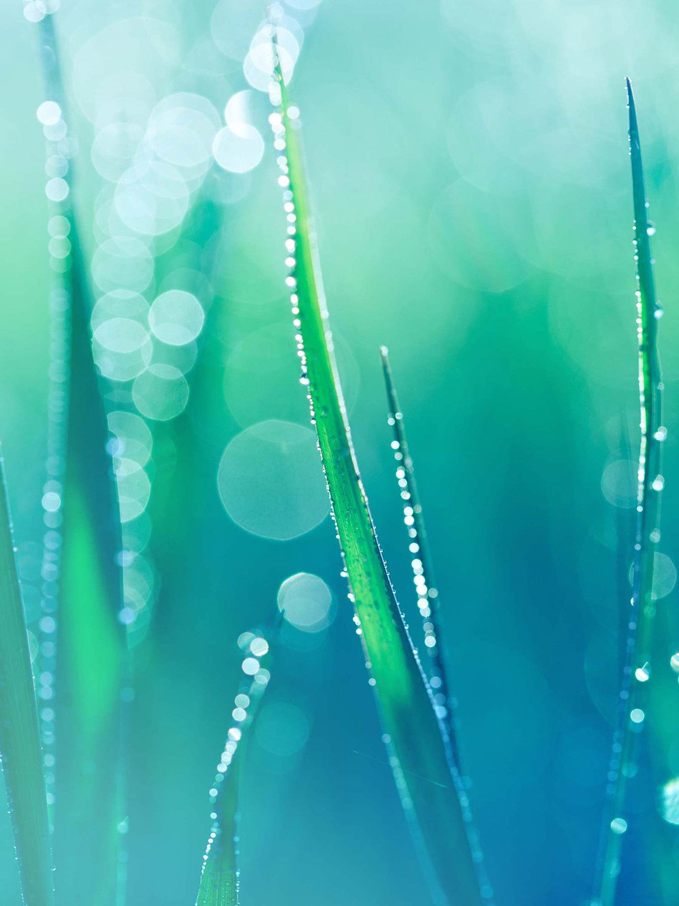 My Happy Indigo Mist